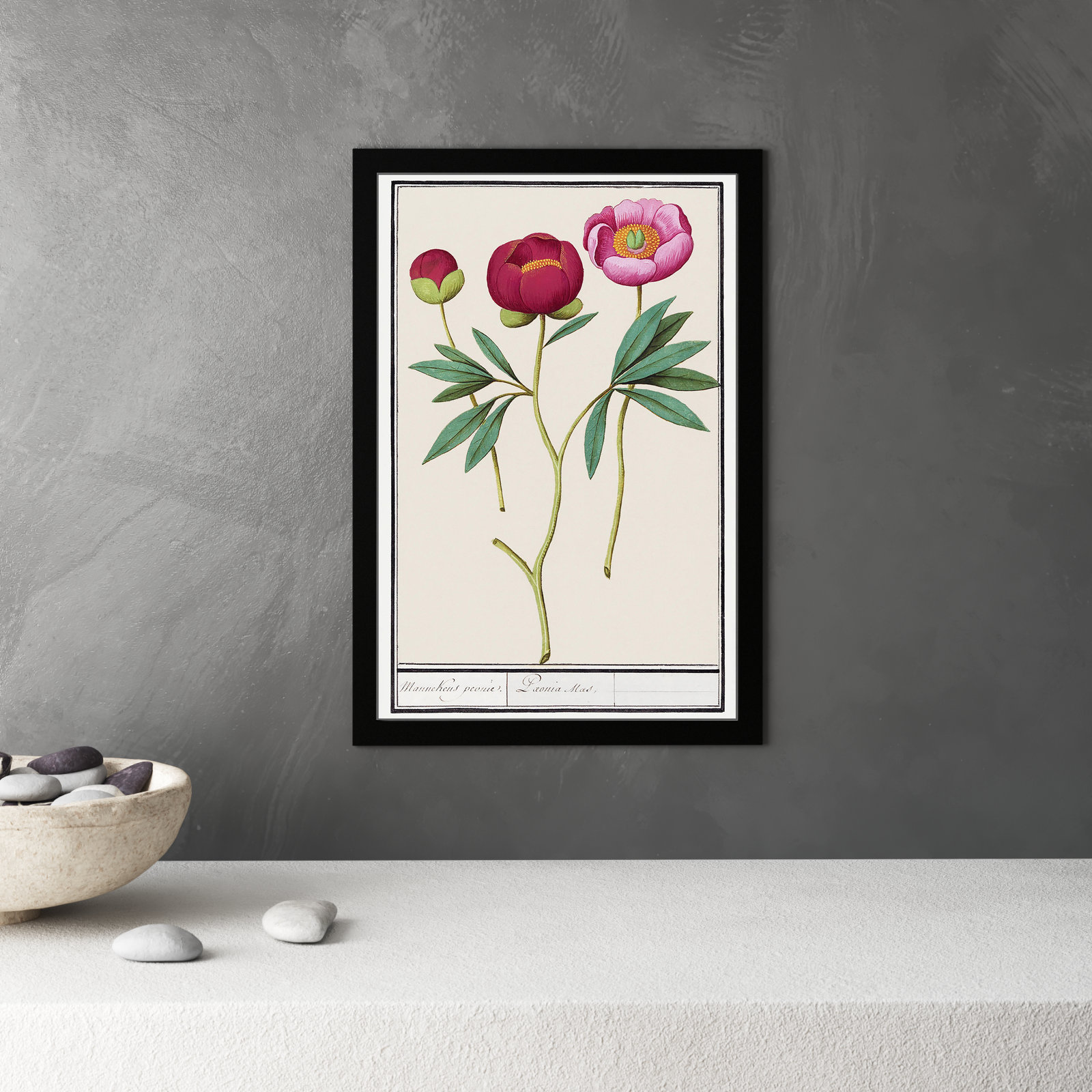 Red and Pink Peony Botanical Study Print, Black, 32" H x 22" W