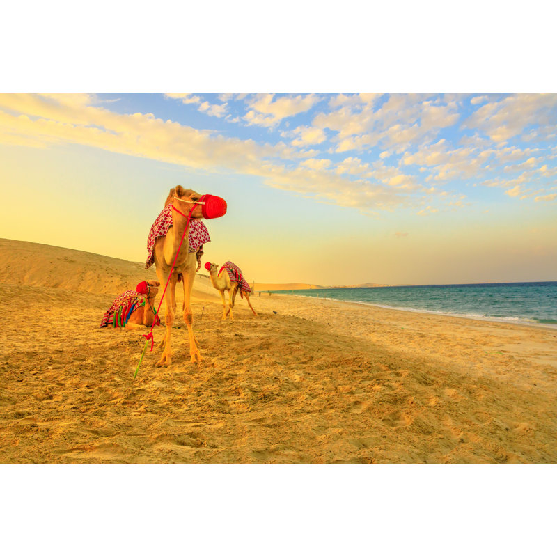 Camels on the Beach - Photographie sur toile tendue, H 8 po x l 12 po