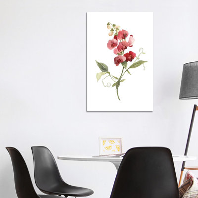 " Scarlet Sweet Pea " by Carol Robinson Painting Print