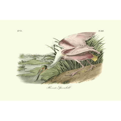 " Roseate Spoonbill " by John James Audubon Painting Print