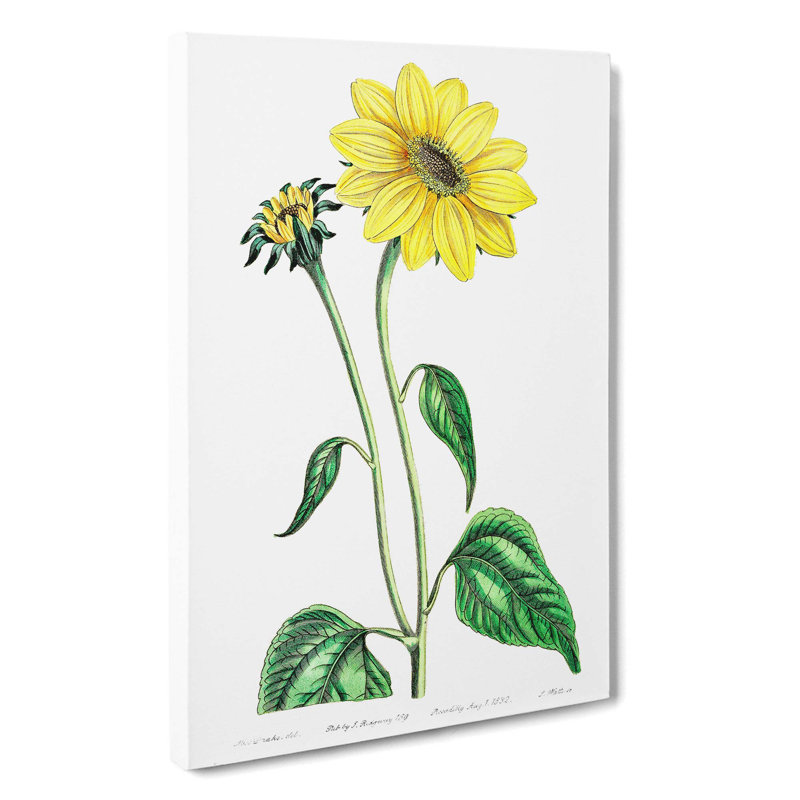 Trumpet Stalked Sunflowers - Wrapped Canvas Painting, 50cm H x 35cm W x 3cm D