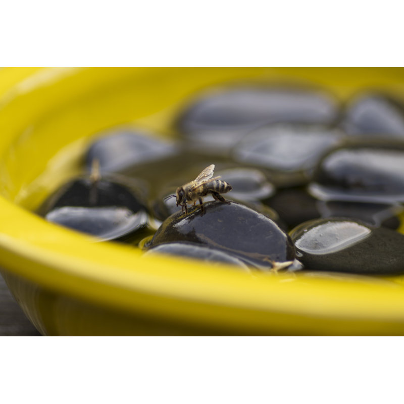 Bee and Butterfly Bath