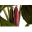 165cm Faux Banana Leaf Plant in Pot