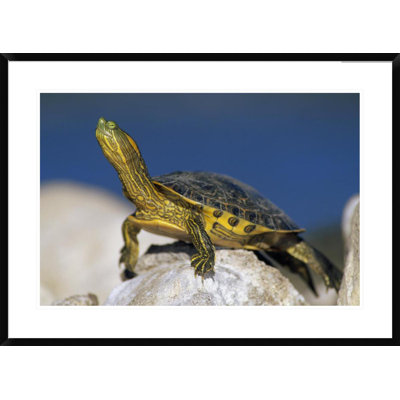" Bellied Slider Turtle, Portrait, On Rock, North America " by Tim Fitzharris