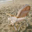 Chaise de plage inclinable avec coussin Pam-327965520