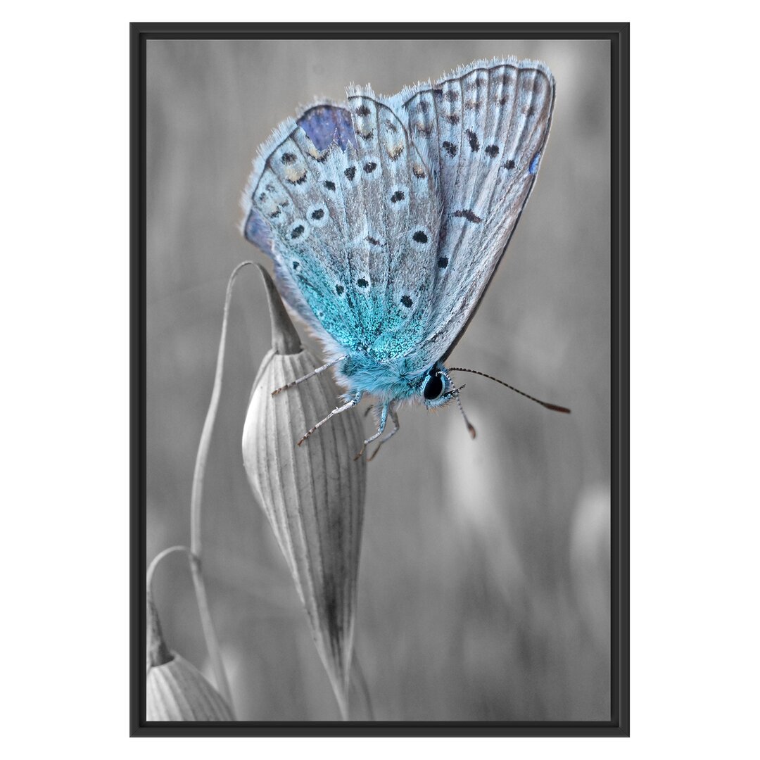 Gerahmtes Wandbild wunderschöner blauer Schmetterling