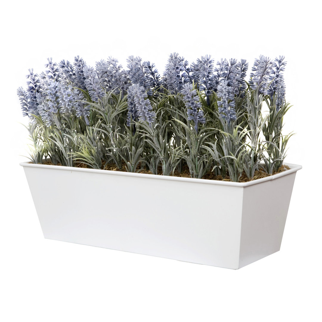 Lavender in Rustic Tin Planter (Window Box)