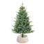 Water Hyacinth Tree Collar