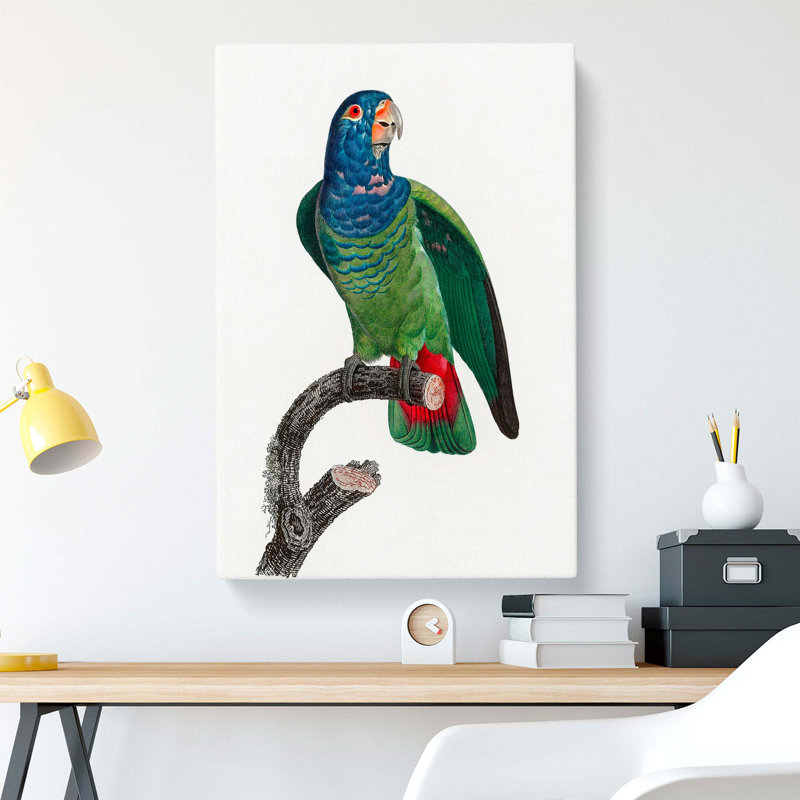 Blue-headed Parrot by F. Levaillant - Wrapped Canvas, 76cm H x 50cm W x 3cm D