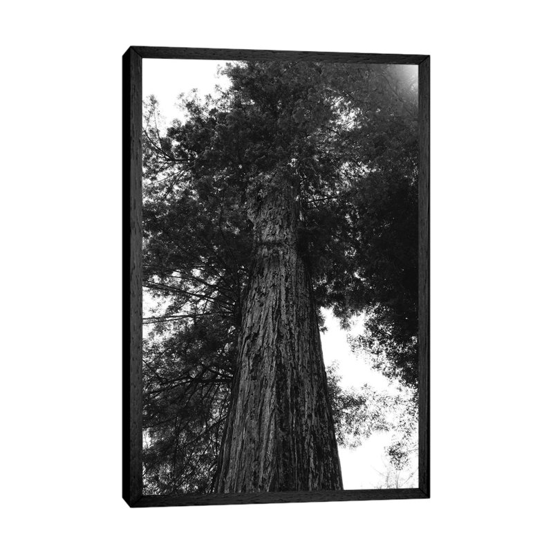 Redwood Forest XV by Bethany Young - Print on Canvas, 66.04cm H x 45.72cm W x 3.81cm D, Black Framed