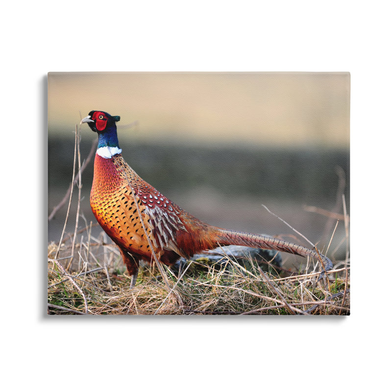 «Lone Pheasant Bird Grassy Forest Floor Wildlife» par James Dobson - photographie, Toile tendue, H 16 po x l 20 po x P 1,5 po