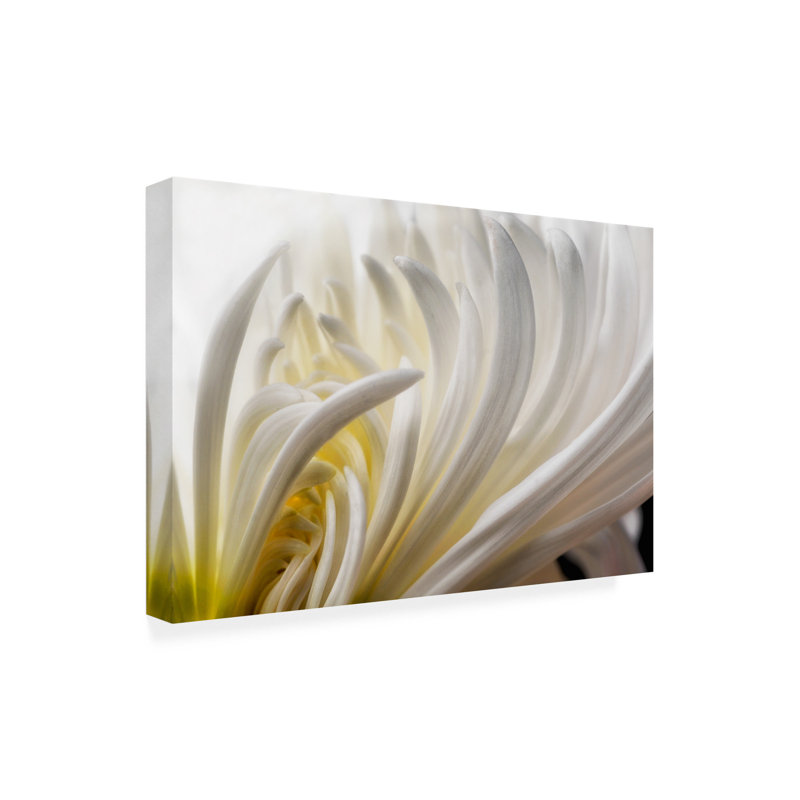 David Rothstein  Dahlia 5 Canvas Art, 30" H x 47" W