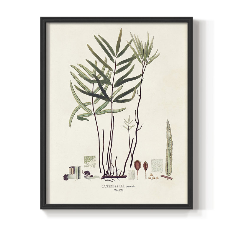 «Botanical Society Ferns X», reproduction encadrée - bois massif, Noir, H 10 po x l 8 po