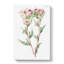 Pink Amaryllis Flowers - Wrapped Canvas-55324760