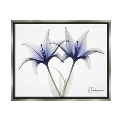 " X-Ray Lily Flowers "