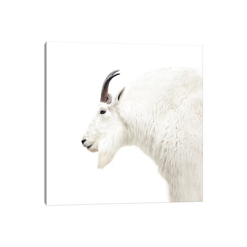 Mountain Goat Square by Monika Strigel - Wrapped Canvas Print, 30.48 cm H x 30.48 cm W