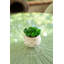 Ensemble de plantes grasses artificielles Gamache