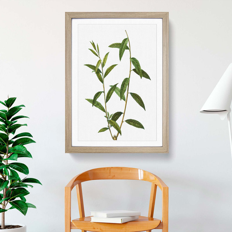 Golden Willow Tree Branch by Pierre-Joseph Redoute - Picture Frame Art Print, 48cm H x 36cm W x 2cm D, Oak Framed