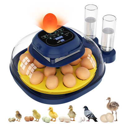 Egg Incubator