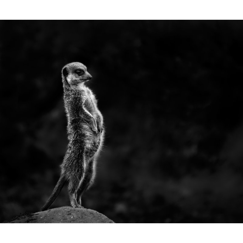Wrapped Canvas Print, 50.8 cm H x 76.2 cm W