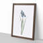 Iris Pratensis by Pierre-Joseph Redoute - Single Picture Frame Painting-89200590-89200591