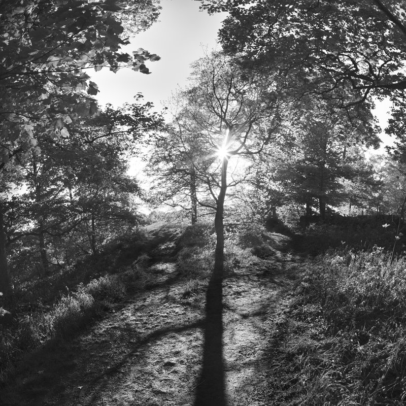 Woodland Tones I by Martin Henson - Wrapped Canvas Print, 91cm H x 91cm W