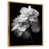 Gold Floater Framed