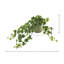 Ivy Plant