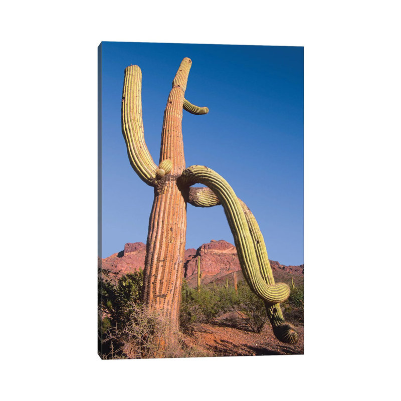 Saguaro And Ajo Mountains, Organ Pipe Cactus National Monument by Tim Fitzharris - Wrapped Canvas Print