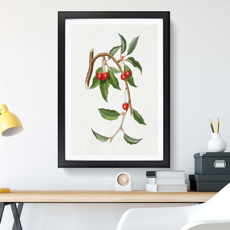 Sour Cherries by Giorgio Gallesio - Picture Frame Painting Print, 36cm H x 27cm W x 2cm D, Black Framed