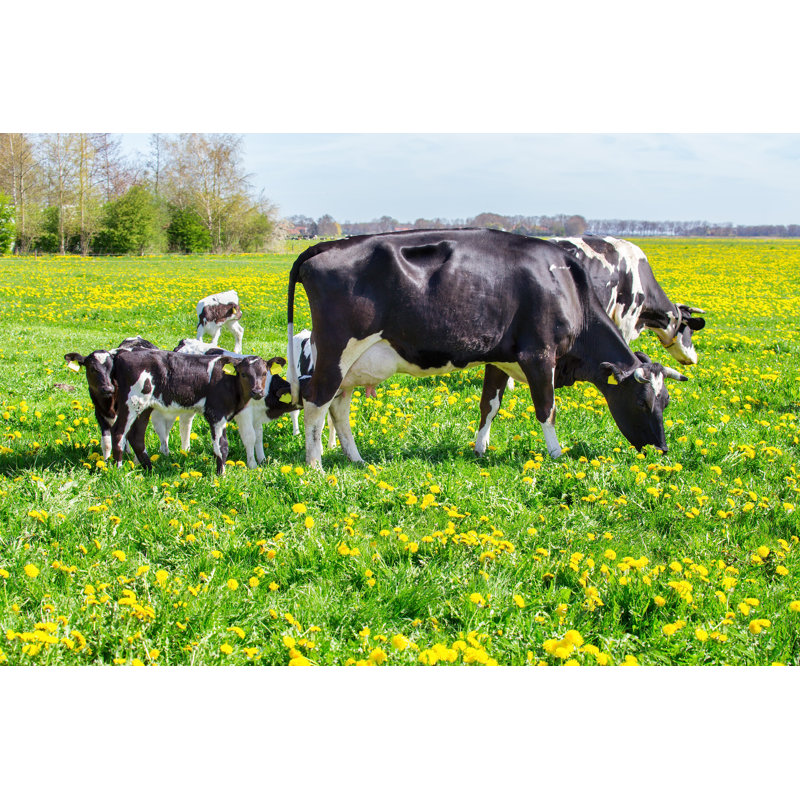 Cows With Newborn Calves by Ben-Schonewille - Wrapped Canvas Print, 51cm H x 76cm W