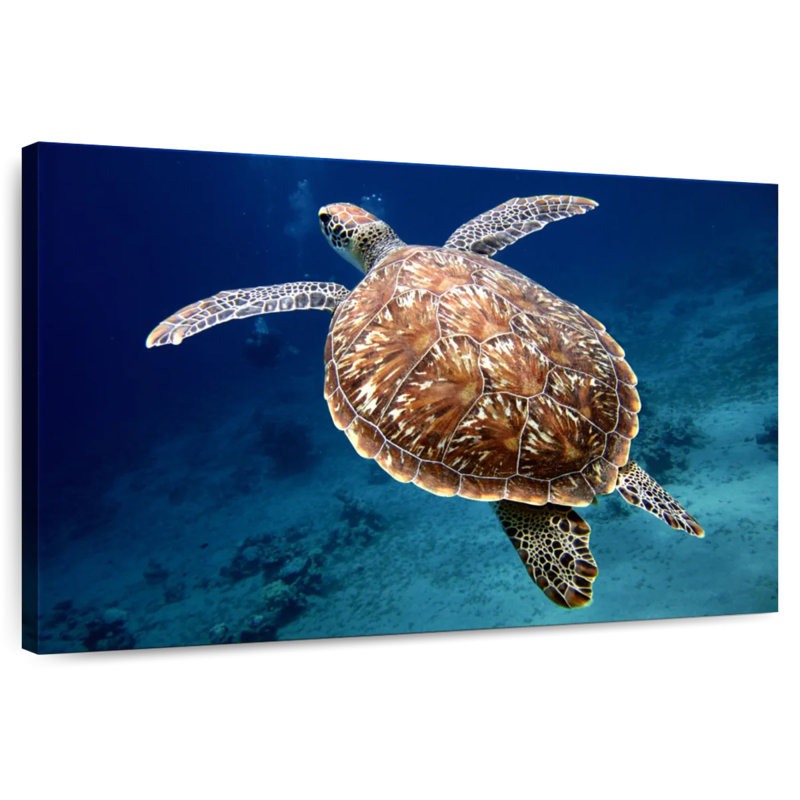 Brampt Swimming Turtle, 8" H x 12" W
