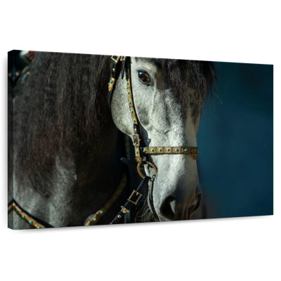 Bridled Andalusian Horse