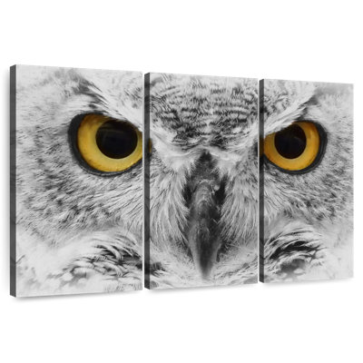 Hibou Brampt regardant fixement