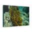 No Frame Print on Canvas-1822194907