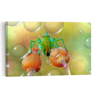 Green Grasshopper Bubbles Delicate Grasshopper Rose Nature Plant Wall Art Print