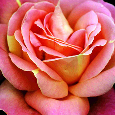 Corail rose 2, impression sur toile tendue