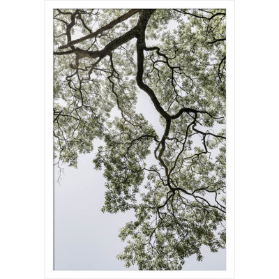 Pleasantville "Coastal Forest" Print
