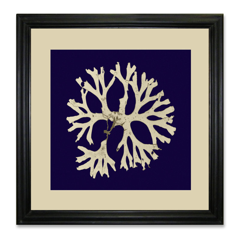Seaweed On Navy I - Single Picture Frame Print