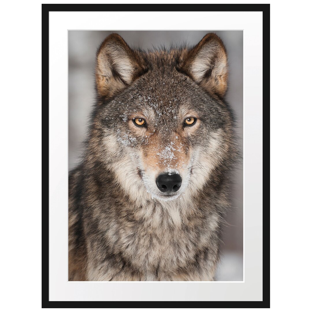 Gerahmtes Poster Wachsamer Wolf