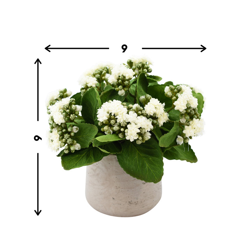 Kalanchoe Arrangement in Fiberstone Pot, White