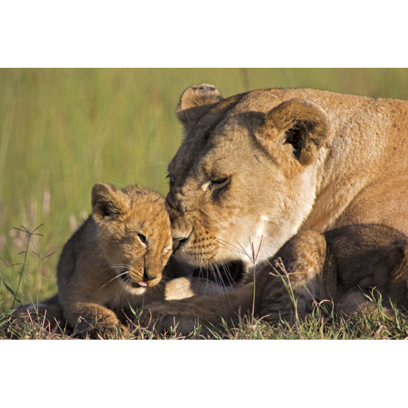 Lionne et louveteau par Wldavies, H 32 po x l 48 po