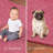 Modern Plush Pet and Kids Friendly Solid Color Area Rugs, Stain & Fade Resistance, Bedroom, Playroom and Kidsroom, Event, Wedding, Perfect for Living Room, Dining Room, Pink Mequon Rug-1357404442