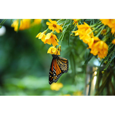 Thisnes Monarch Butterfly On Yellow Flowers by Michele Domonkos - Wrapped Canvas Print