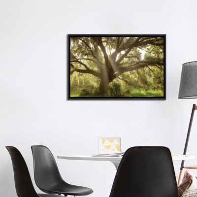 " Beautiful Southern Live Oak Tree, Flordia " by Maresa Pryor