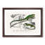 Green Iguana and Lizard by Charles D'Orbigny - Picture Frame Painting Print-55608979-55608977