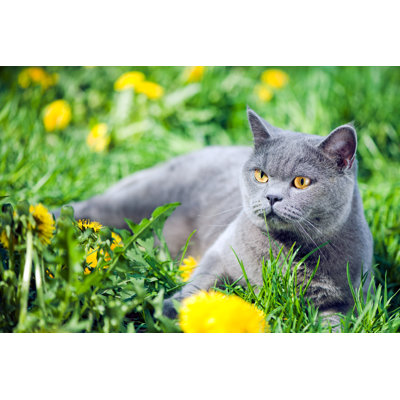 Joli chat dans un mur par Artmarie