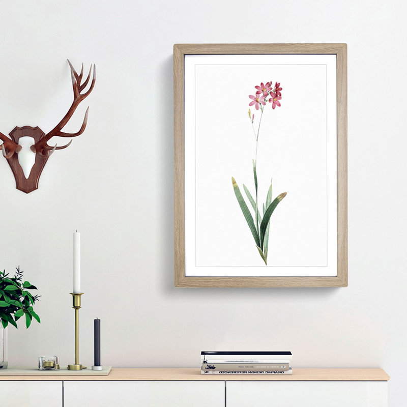 Corn Lily in Pink by Pierre-Joseph Redoute - Picture Frame Painting Print, Oak Framed, 36cm H x 27cm W x 2cm D