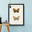Regal Fritillary Butterfly by S.F. Denton - Picture Frame Painting Print-55598581-55598582