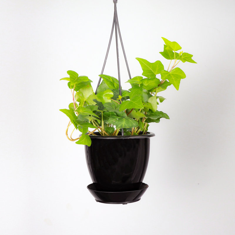 Live Green Ivy Plant in Hanging Pot